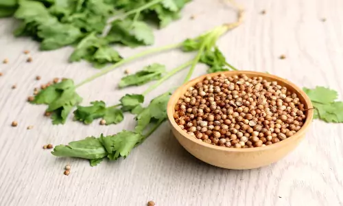 Unveiling Hidden Advantages of Coriander Seeds and Step-by-Step Guide to Cultivate Them