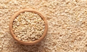 Sesame Seeds Exporter from India