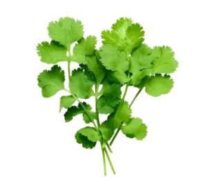 Coriander: Used as an Essential Spice in India